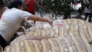 Baleia Jubarte encontrada em mata do Marajó passa por necropsia