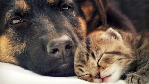 Sancionado projeto de lei que multa quem promove maus-tratos em animais, em Aparecida