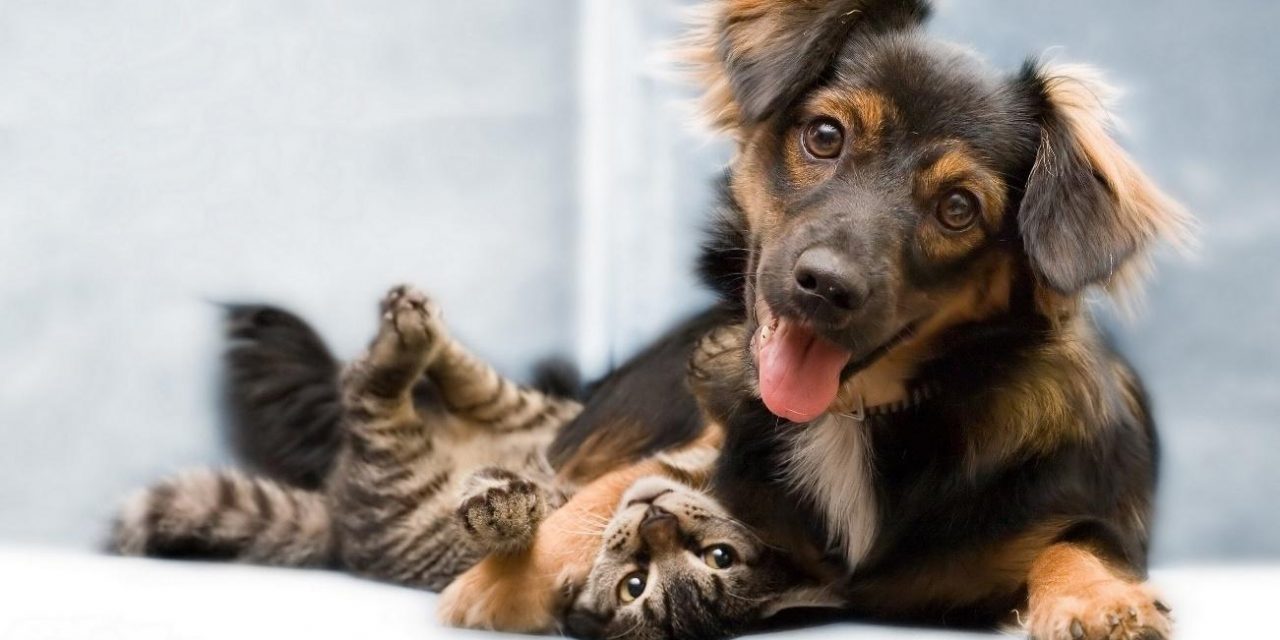 Goiânia celebra o Dia dos Animais com adoção de cães e gatos