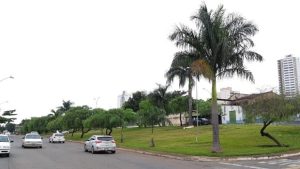 Mais de 70 árvores serão derrubadas para construção de terminal provisório em Goiânia, denuncia vereador