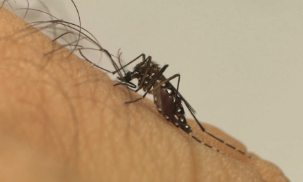 Transmissão da dengue se dá principalmente por Aedes do próprio quintal ou do vizinho