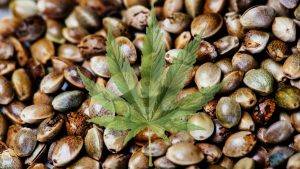 Importar semente de maconha não é crime, diz ministro do STF