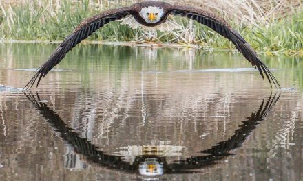 A incrível foto da águia que viralizou e surpreendeu fotógrafo amador: ‘Senti a brisa das asas’