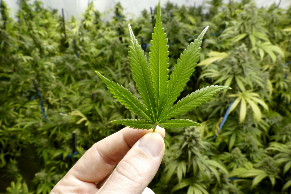 Uso medicinal da cannabis é tema de projeto de lei