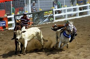 Plenário da Câmara aprova projeto que regulamenta a vaquejada