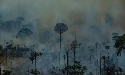 Governo libera R$ 38 milhões para ações na Amazônia