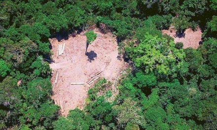 Noruega paralisa repasses para a proteção da Amazônia