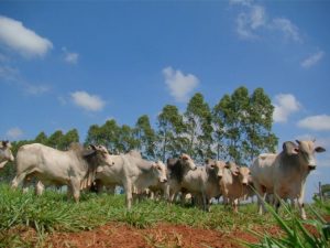Projeto no Cerrado recupera área de 110 mil campos de futebol