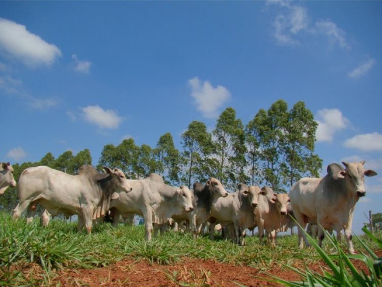 Projeto no Cerrado recupera área de 110 mil campos de futebol Projeto no Cerrado recupera área de 110 mil campos de futebol