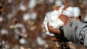 Exportações goianas registram aumento superior à 70% entre setembro e outubro