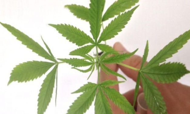 Anvisa autoriza fabricação e venda de medicamentos à base de Cannabis