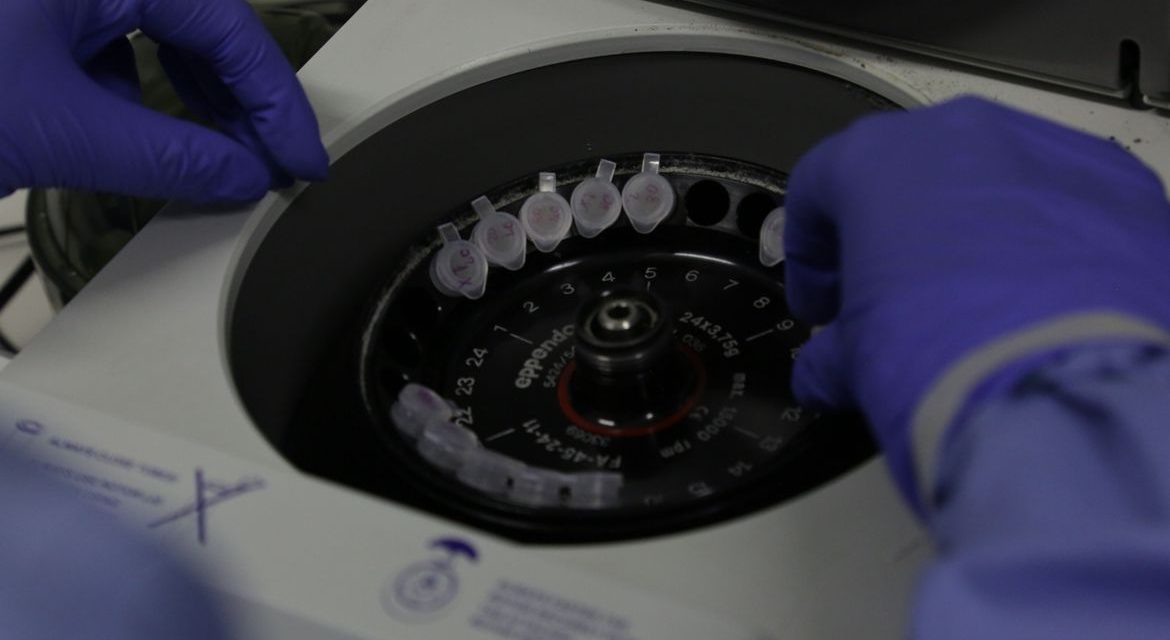 Coronavírus: cientistas britânicos começam a testar vacina em ratos
