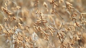 Estimativas preveem safra recorde de soja e diversificação da produção no Estado