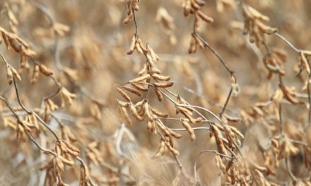 Estimativas preveem safra recorde de soja e diversificação da produção no Estado