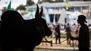 75ª Exposição Agropecuária de Goiás é adiada por tempo indeterminado