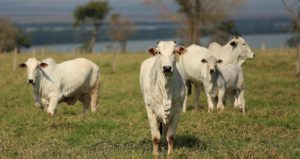 Vacinação contra a febre aftosa começa nesta segunda-feira, 20