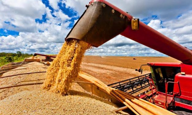 IBGE estima alta de 1,5% na safra de grãos deste ano