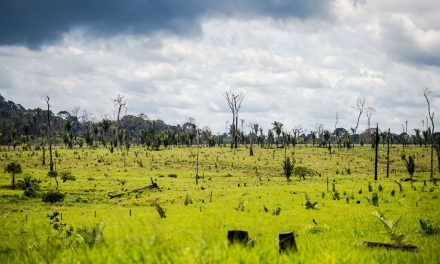 Amazônia tem desmate histórico em junho