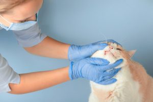 Pet Shops, Agronegócio e Autopeças conseguem reduzir ritmo de perdas na pandemia