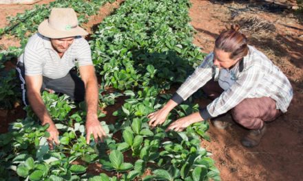 Governo anuncia benefícios para a agricultura familiar