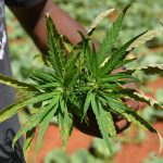 AGU pede mais tempo para regular uso da cannabis medicinal