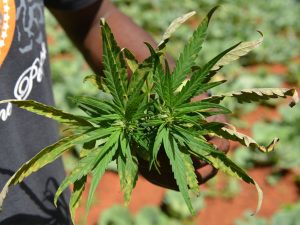 AGU pede mais tempo para regular uso da cannabis medicinal