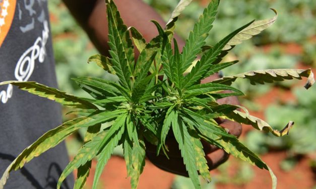 Câmara de Goiânia aprova projeto que trata do uso medicinal da cannabis