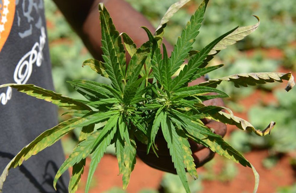 Câmara de Goiânia aprova projeto que trata do uso medicinal da cannabis