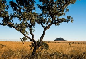 Mourão: país está comprometido com atividades sustentáveis na Amazônia