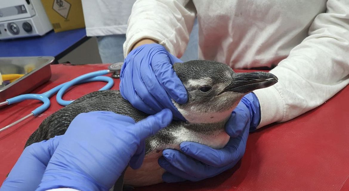 Petrobras resgatou este ano 3.084 pinguins nas praias brasileiras
