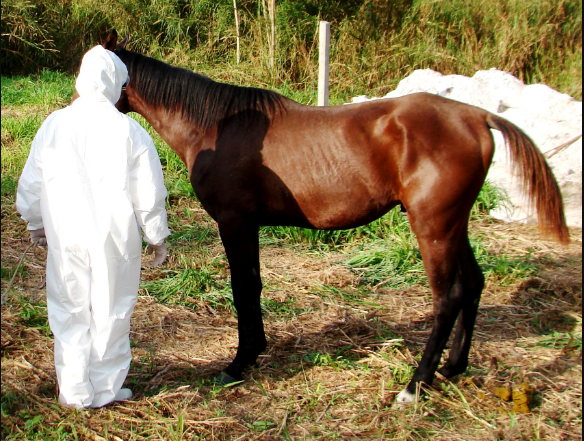 Sancionada lei que cria o Passaporte Equestre em Goiás