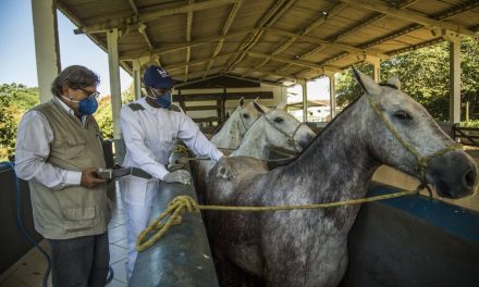 Sancionada lei que cria o Passaporte Equestre em Goiás