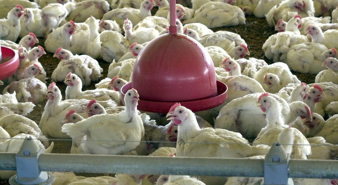 Governo de SP decreta estado de emergência por gripe aviária