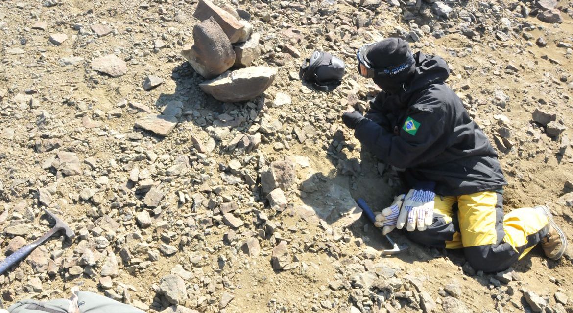 Pesquisadores brasileiros apresentam fóssil de lagostim da Antártica