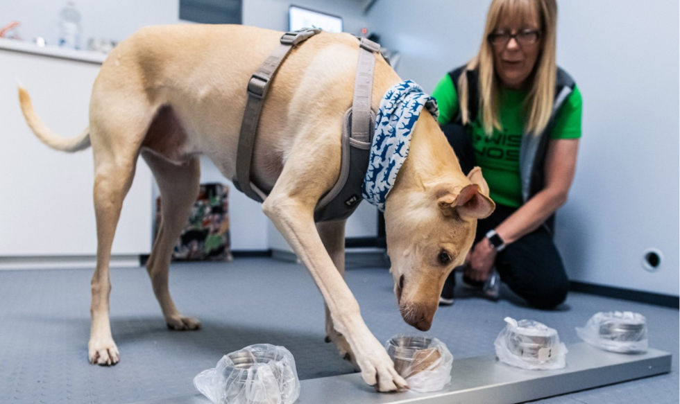 Cães são usados para detectar coronavírus em aeroporto na Finlândia