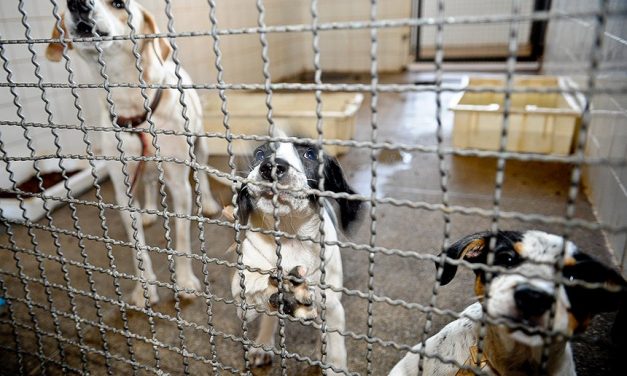 Senado pode votar hoje pena de prisão para quem maltratar animais