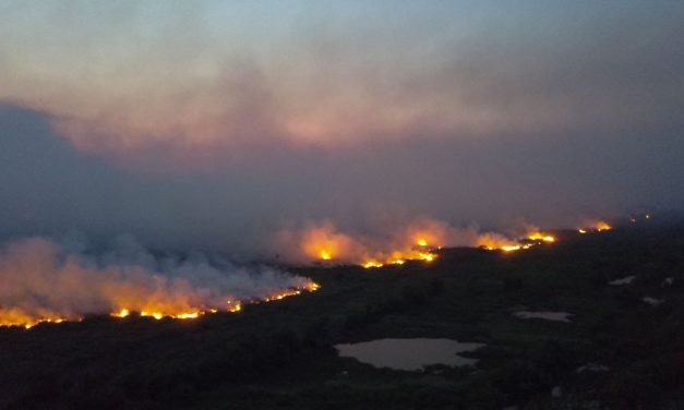 Senado instala comissão para fiscalizar ações contra fogo no Pantanal