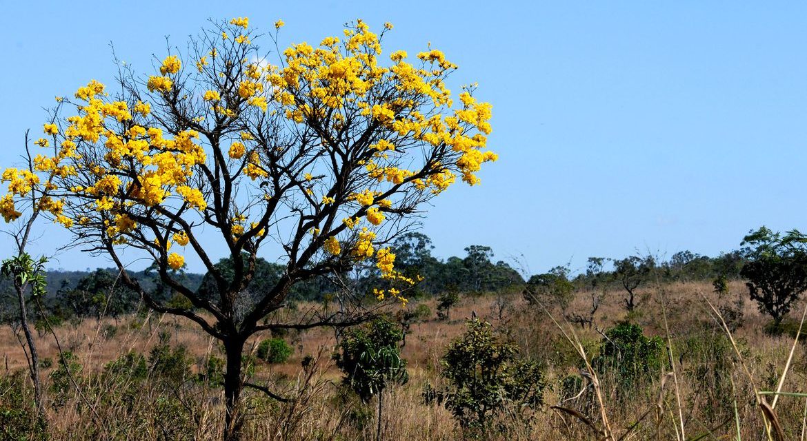 Áreas de biomas brasileiros caíram 8,34% entre 2000 e 2018