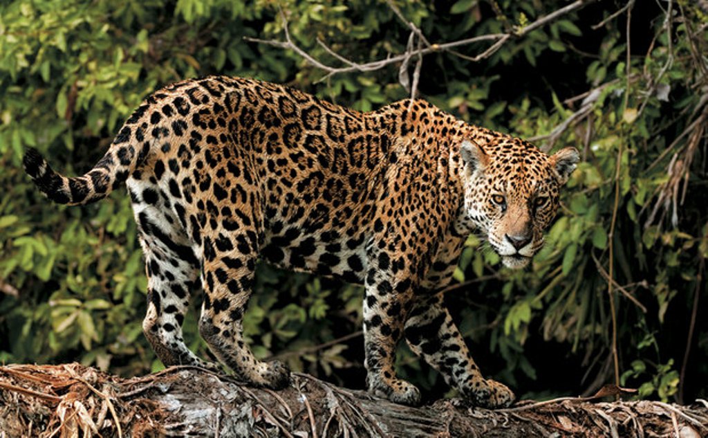Polícia Federal deflagra operação de combate a caça de animais silvestres, em Goiás
