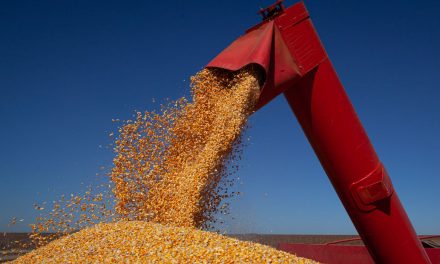 Levantamento aponta salto de 21,3% na produção de grãos em Goiás