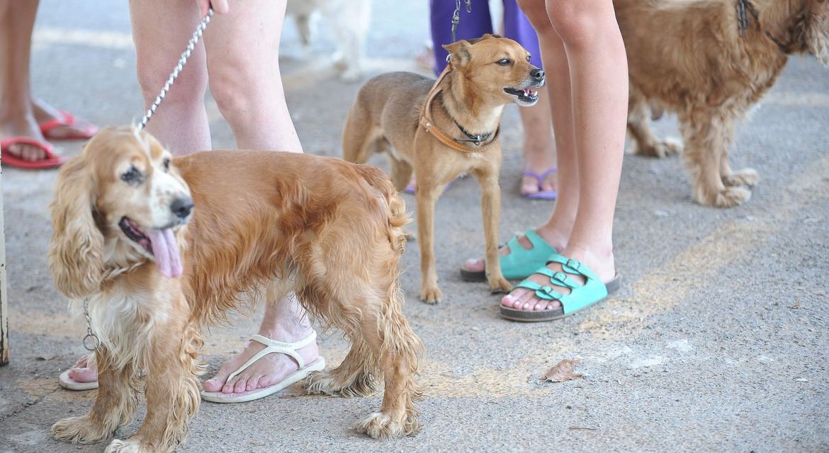 Saiba onde vacinar cães e gatos gratuitamente contra raiva em Goiânia