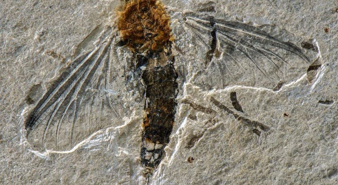 Fóssil raro de inseto voador é encontrado na Bacia do Araripe