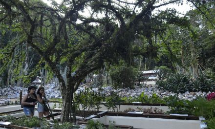 Jardim Botânico do Rio inaugura serviço de visita guiada em carrinho