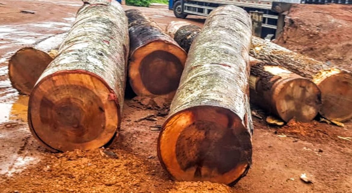 Ação da PF combate extração de madeira em terras indígenas