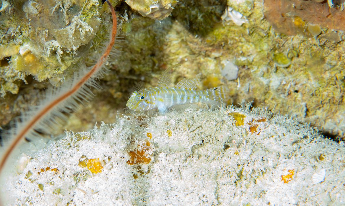 Cientistas descobrem 4 novas espécies de peixes em Fernando de Noronha