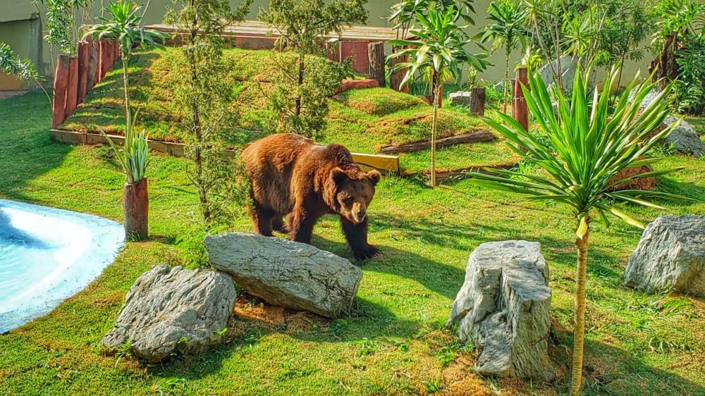 Decisão confirma permanência do urso Robinho no Zoológico de Goiânia