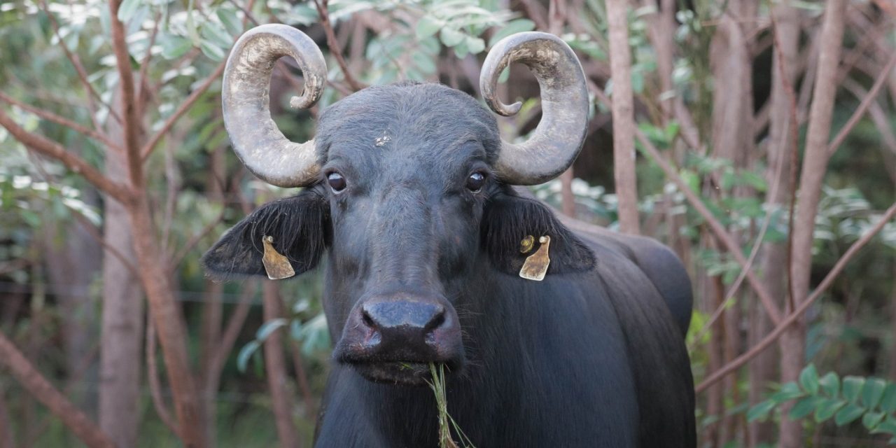 Governo de Goiás notifica produtor a retirar búfalos do território Kalunga