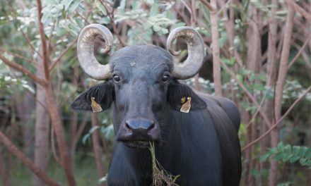 Governo de Goiás notifica produtor a retirar búfalos do território Kalunga