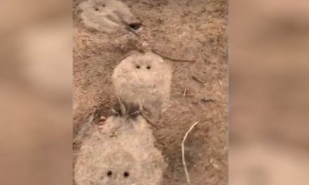 Dezenas de arraias são encontradas mortas em praia do Rio Araguaia