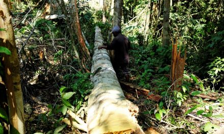 Alerta de desmatamento na Amazônia Legal é o maior para o mês de abril desde 2016